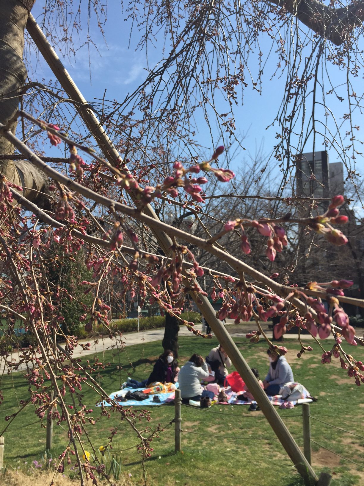 錦糸公園の桜はまだつぼみ