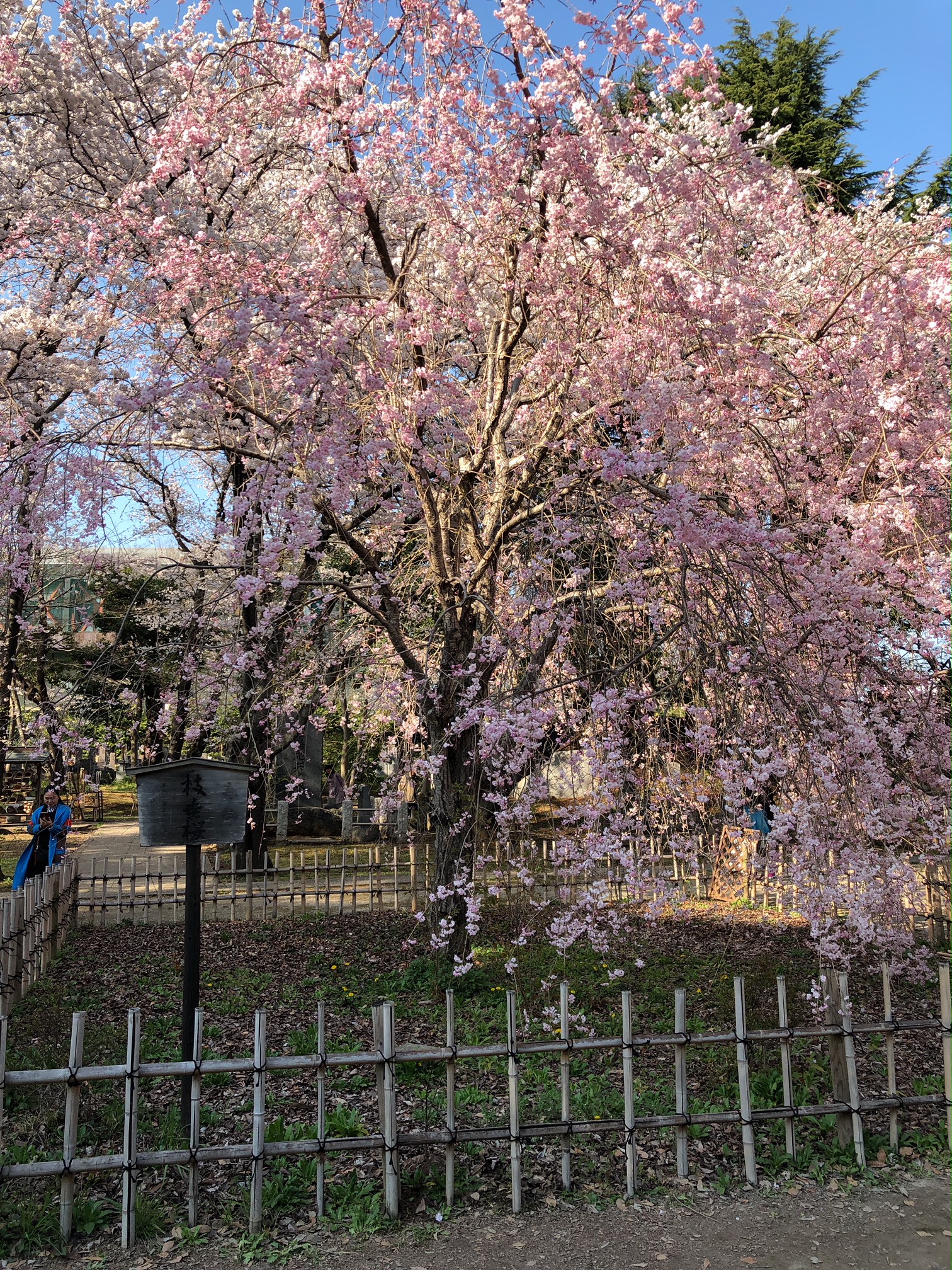 春爛漫　真間山（ままさん）のしだれ桜
