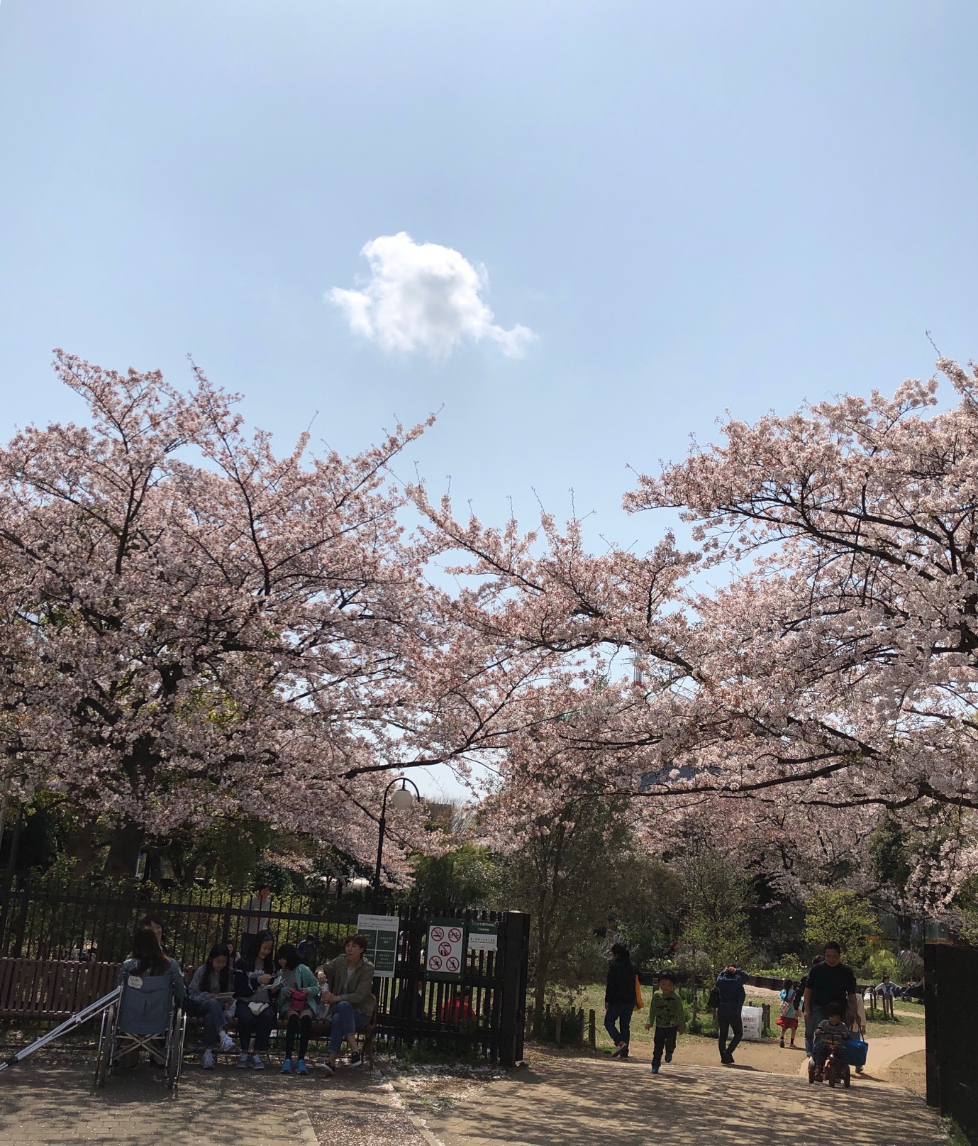 市川コルトンプラザの桜