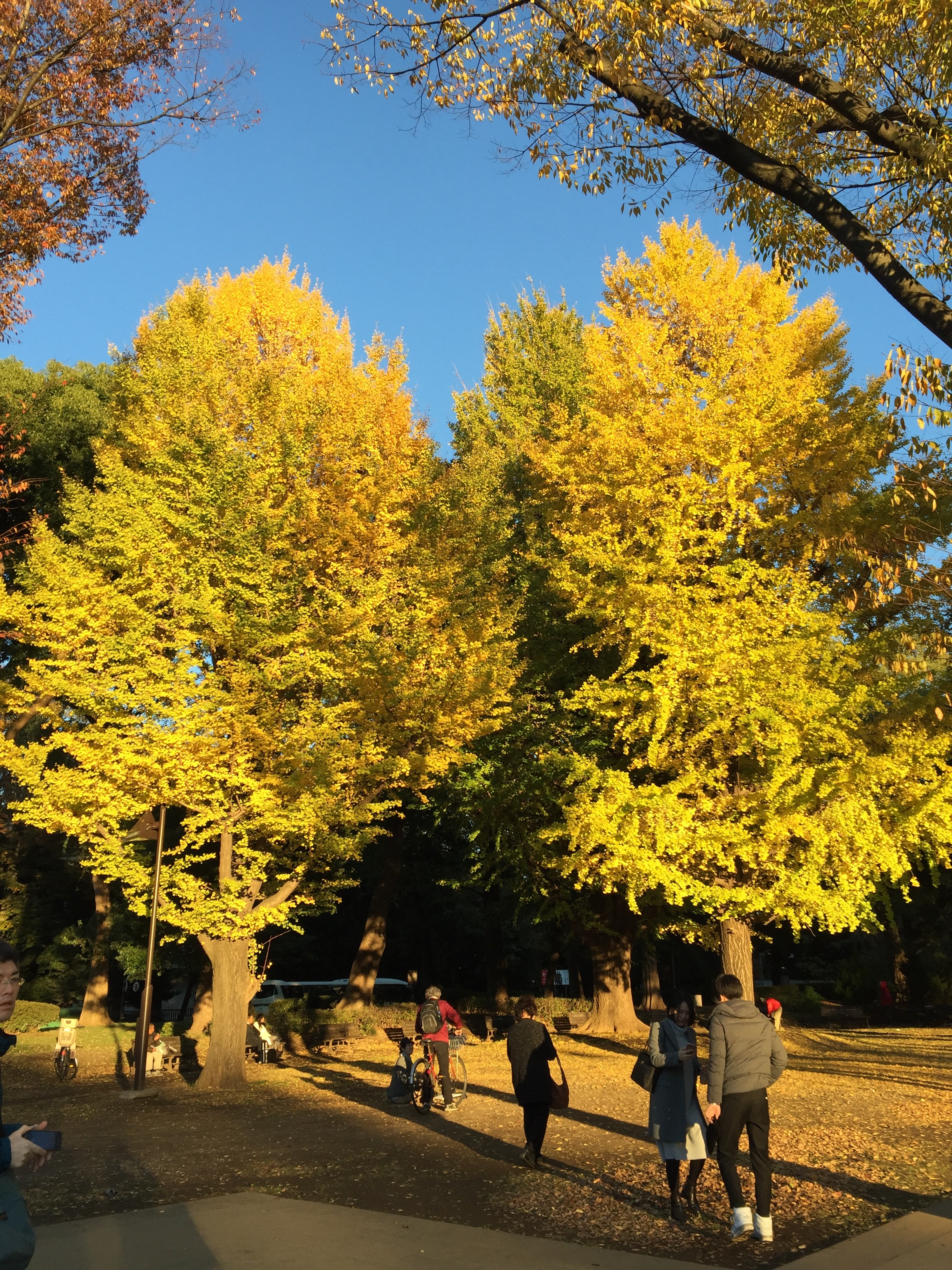 のんびり秋の上野公園　(=^･^=).｡.:*♡