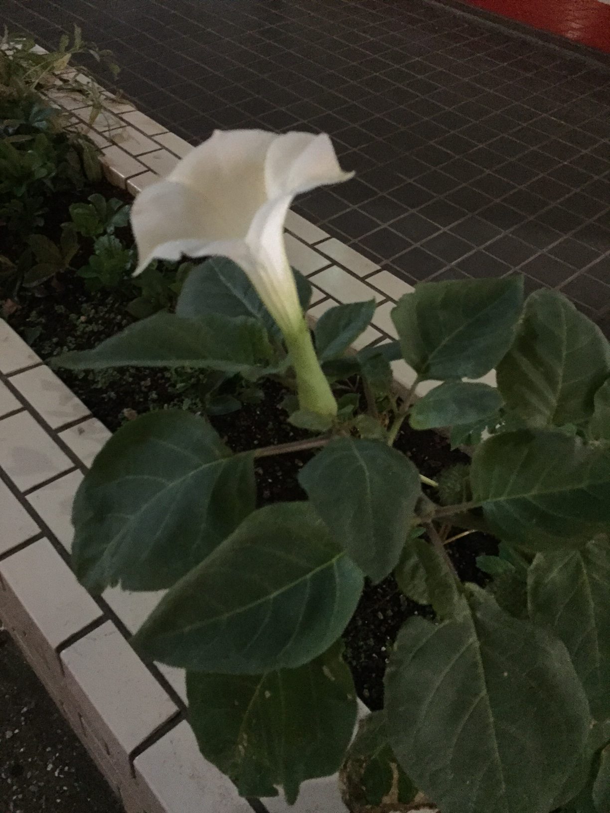 夜に咲く白いお花