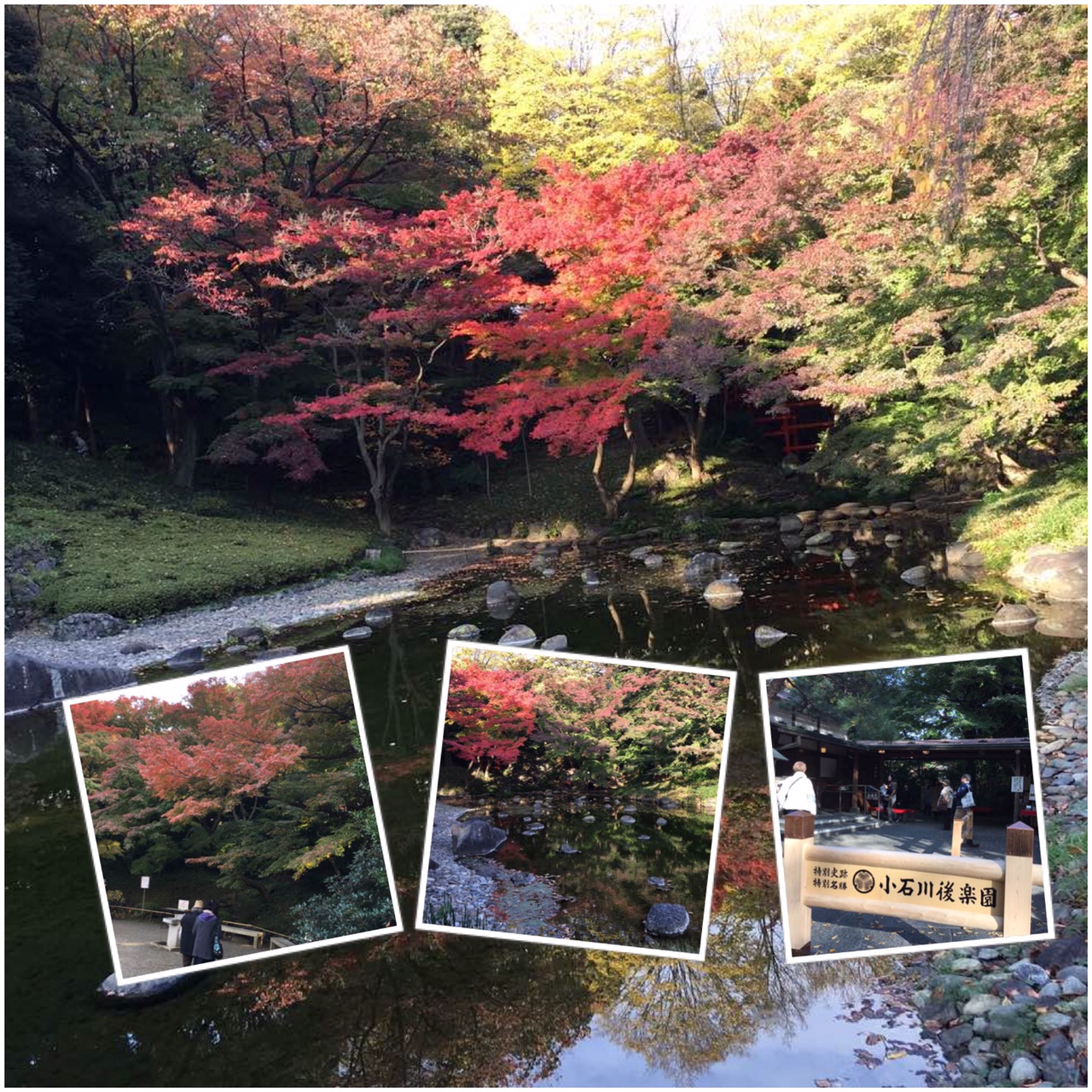 日本庭園と紅葉の小石川後楽園