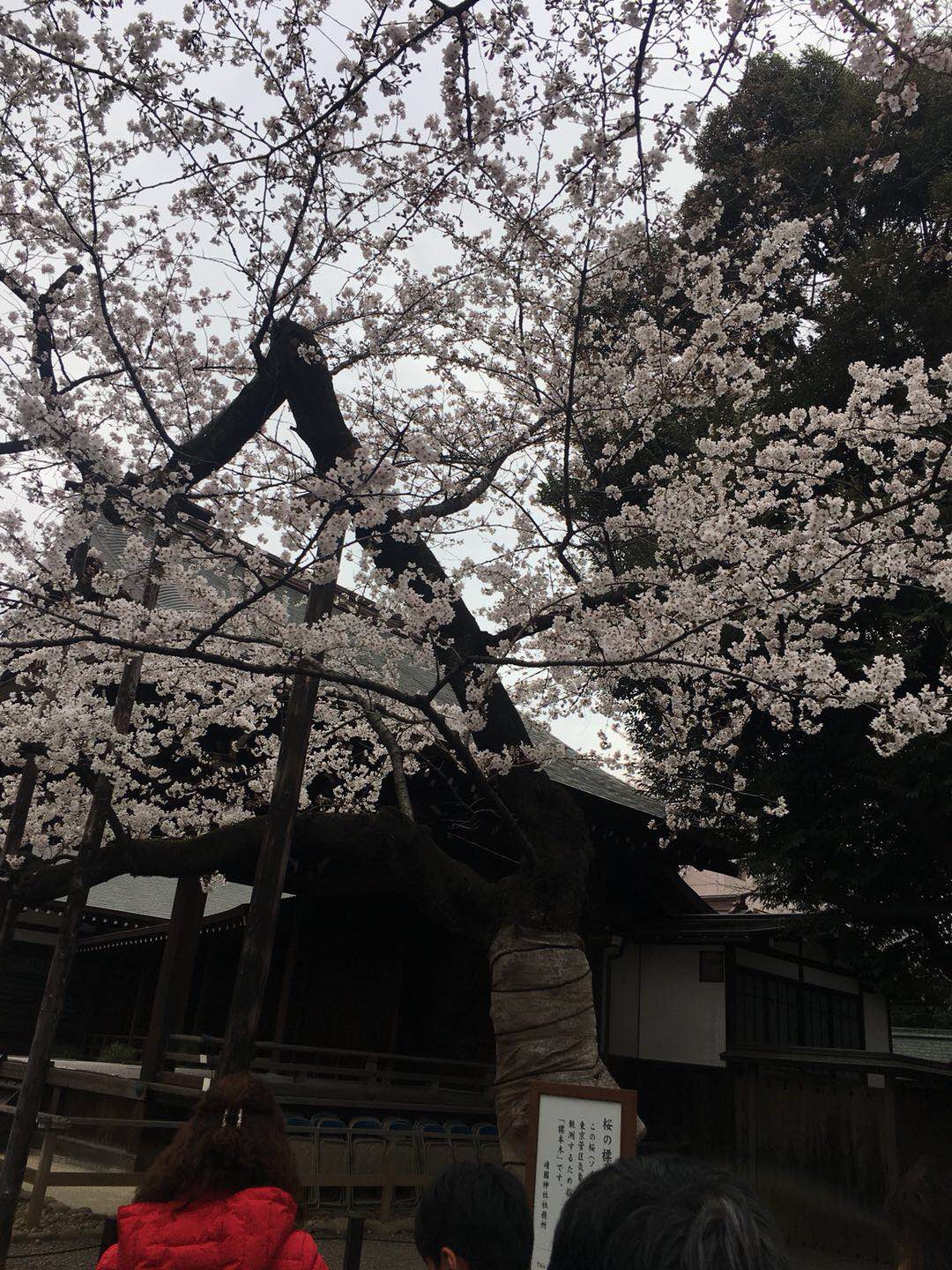 靖国神社の桜　標本木
