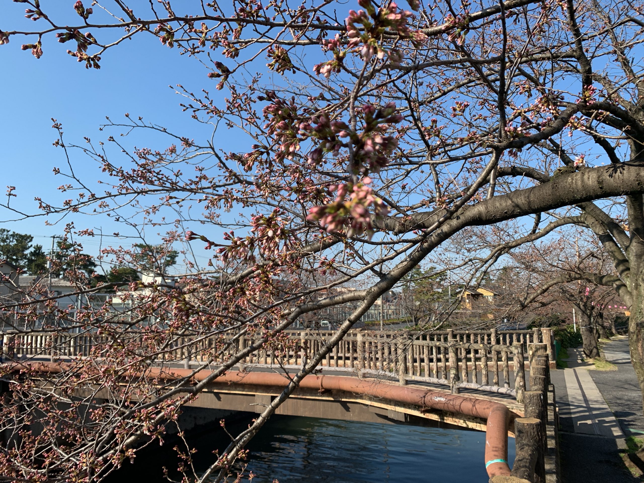 ゆらゆら桜のつぼみ