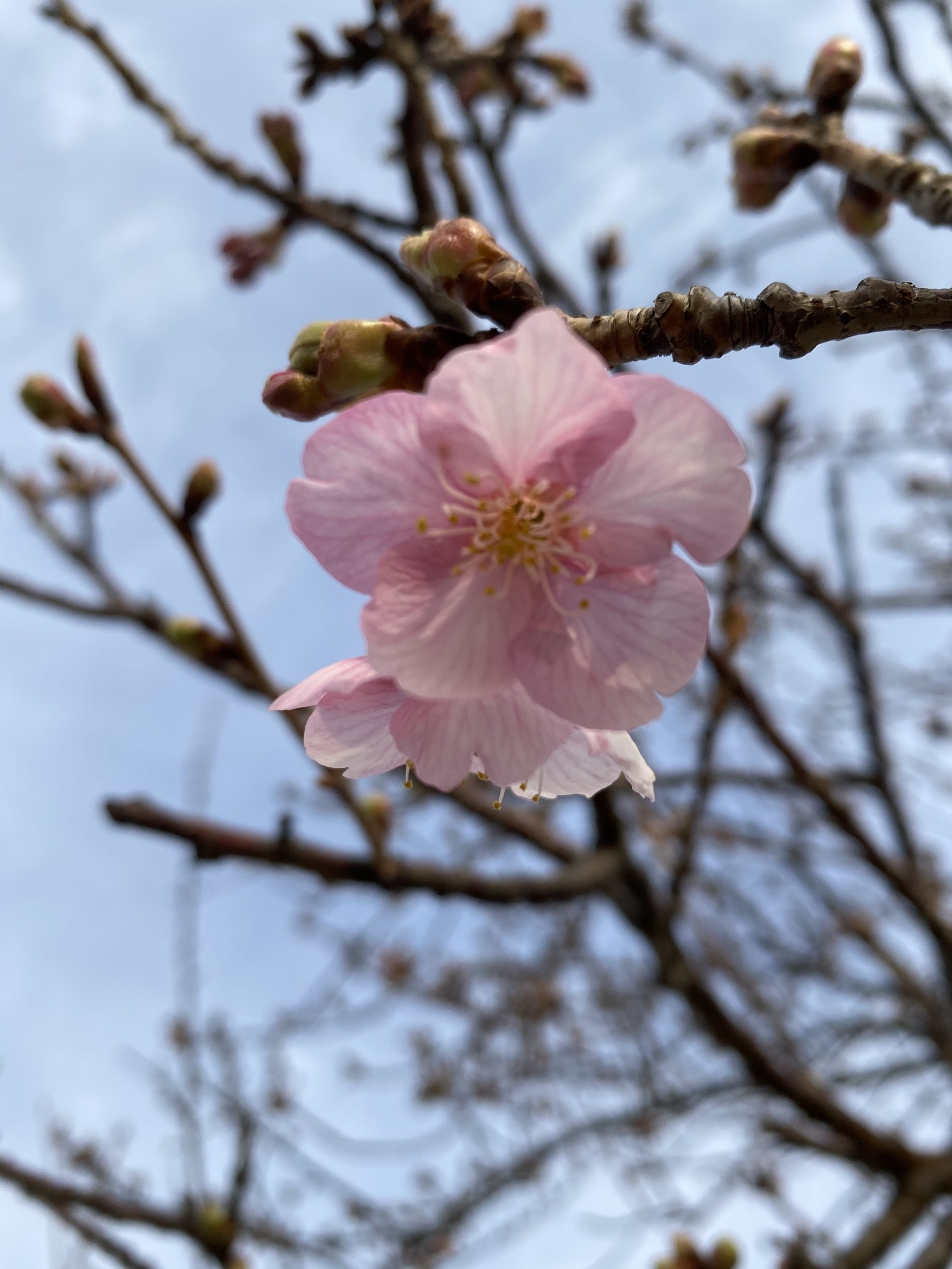 江戸川に咲く桜