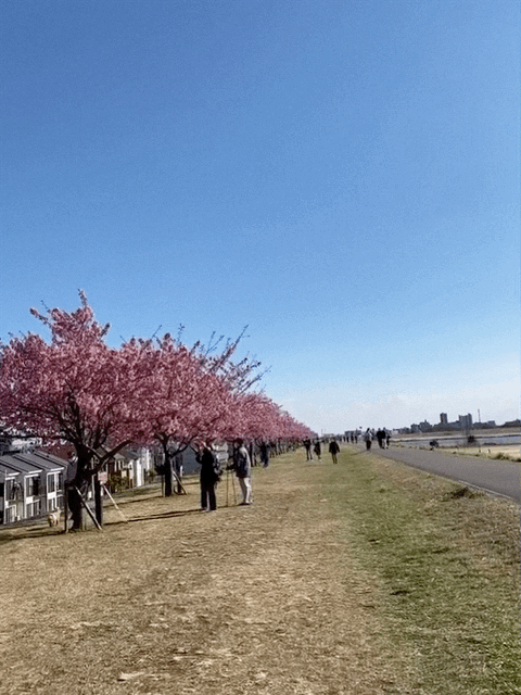 江戸川の河津桜（かわずざくら）