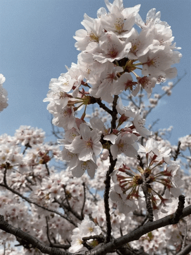 真間川の満開の桜
