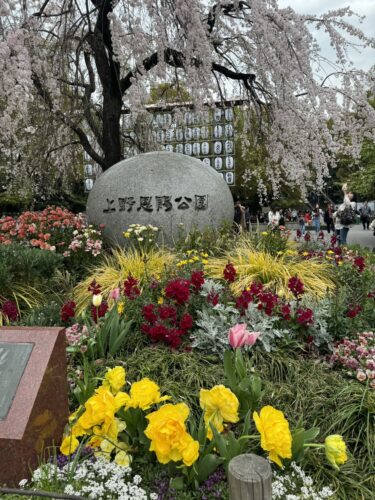 上野の桜は五分咲き