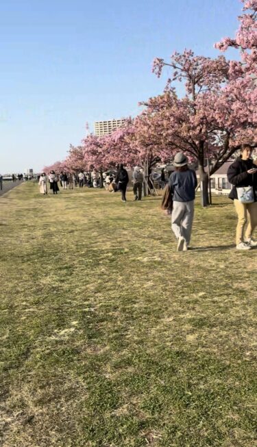 江戸川の河津桜は満開